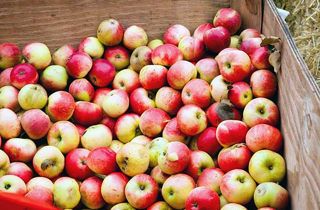 Wooden bin full of apples